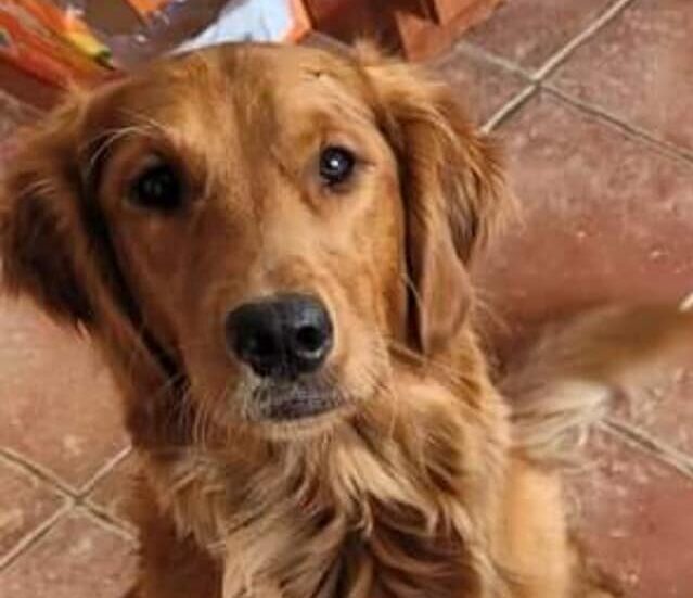 Elevage prestige Golden Retriever